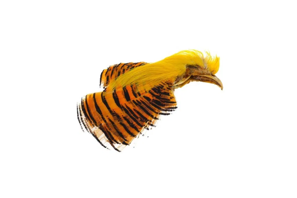 FlyCo GOLDEN PHEASANT CREST AND TIPPET